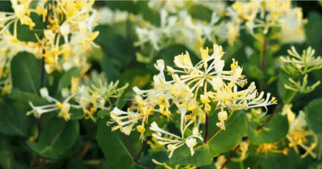 Japán jerikólonc (Lonicera japonica): egészségügyi előnyei és házi felhasználása