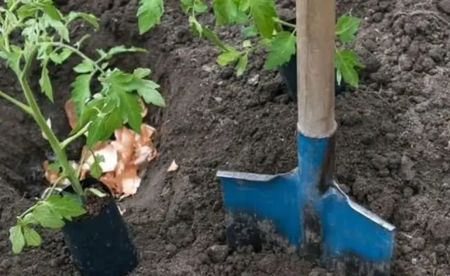 🍅🌱 Mit tegyél a lyukba, amikor paradicsomot ültetsz