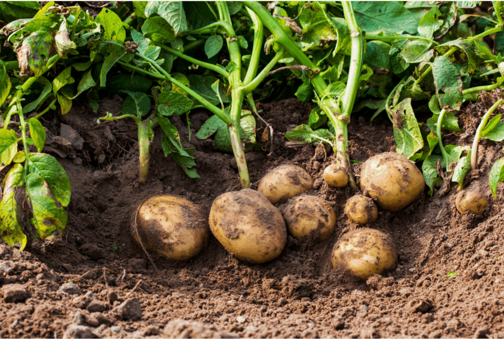 15 burgonyatermesztési tipp a nagyobb terméshez