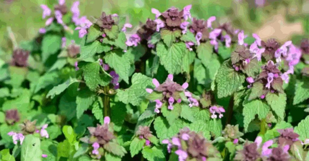 “Lila csalán (Lamium purpureum):
