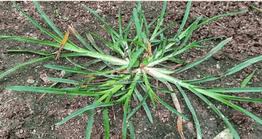 30 hihetetlen előnye a libatopnak (Eleusine indica)