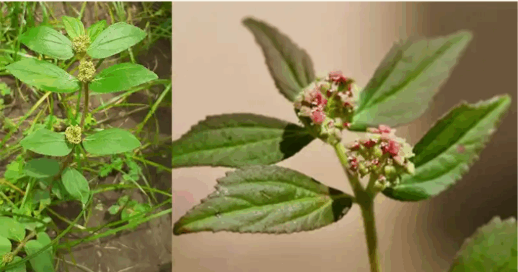 Euphorbia Hirta: 30 jótékony hatás és biztonságos felhasználási módjai