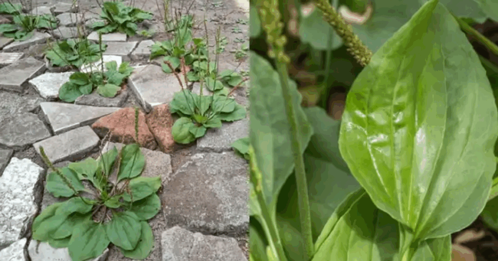30 hihetetlen előnye a nagy útifűnek (Plantago Major)