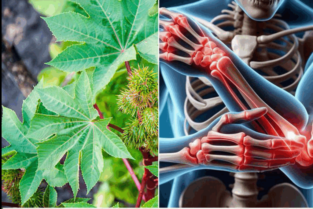 10 Erőteljes Jótékony Hatás a Ricinuslevelektől, Amikről Valószínűleg Nem Tudtál