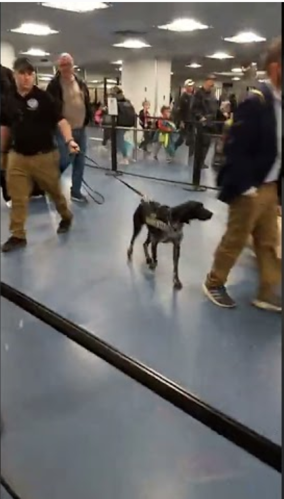 A kábítószerkereső kutya a minneapolisi és las vegasi repülőtéren – Las Vegasban kamerafelvétel készült róla.