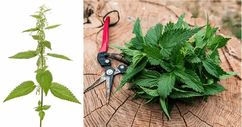 A csalán (Urtica dioica) ereje: természetes enyhülés ízületi fájdalomra, artritiszre és gyulladásra.