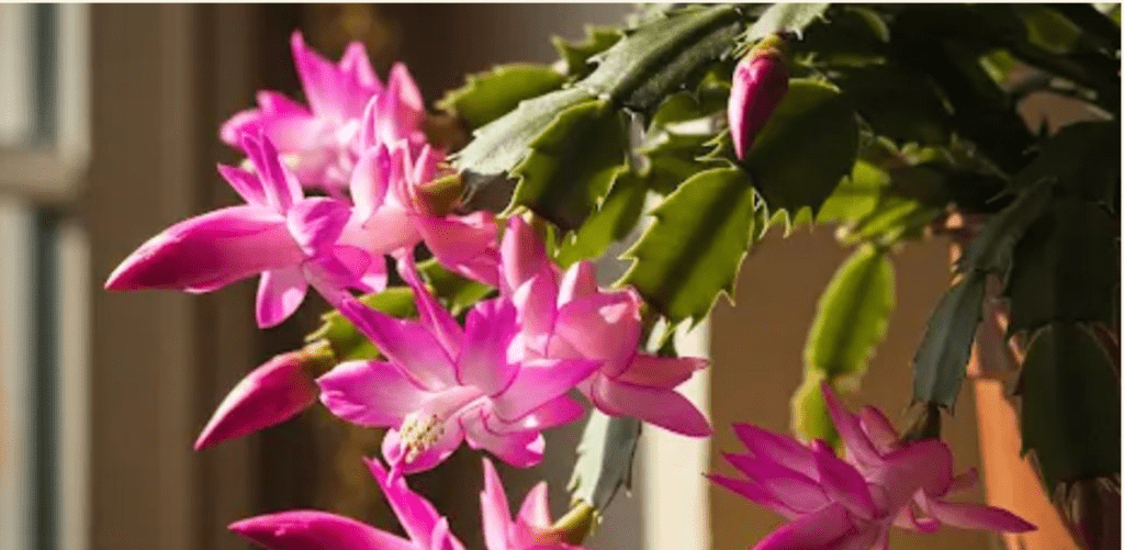 A virágzó karácsonyi kaktusz egyszerű titka. Mire van szüksége a bőséges virágzáshoz?