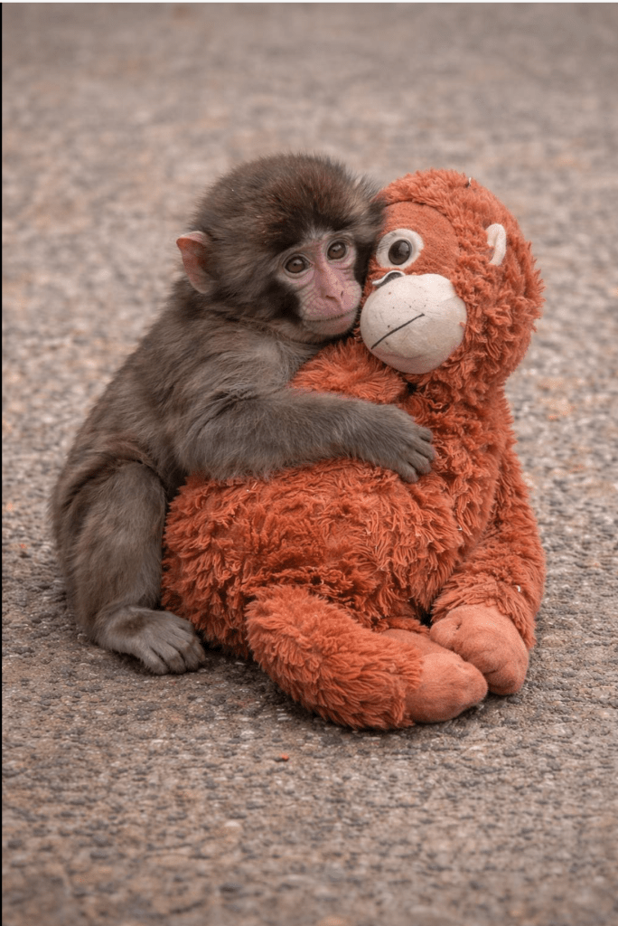 A kis majom, aki a szeretetet plüssbe zárta.